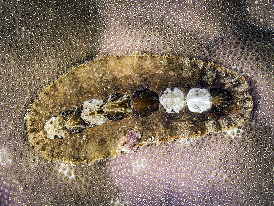 Schizochiton incisus
